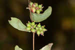 Coralberry